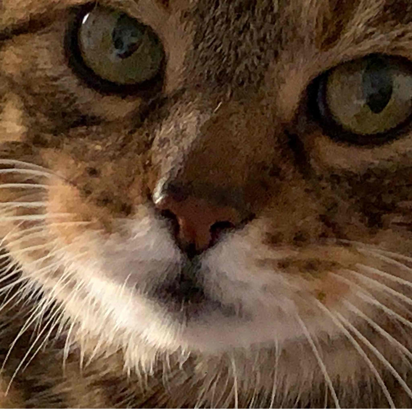 Katzenbett MAU | rein und nie mehr raus